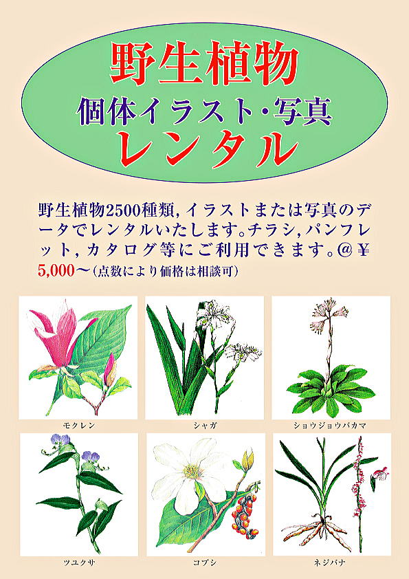 野生植物固体イラスト